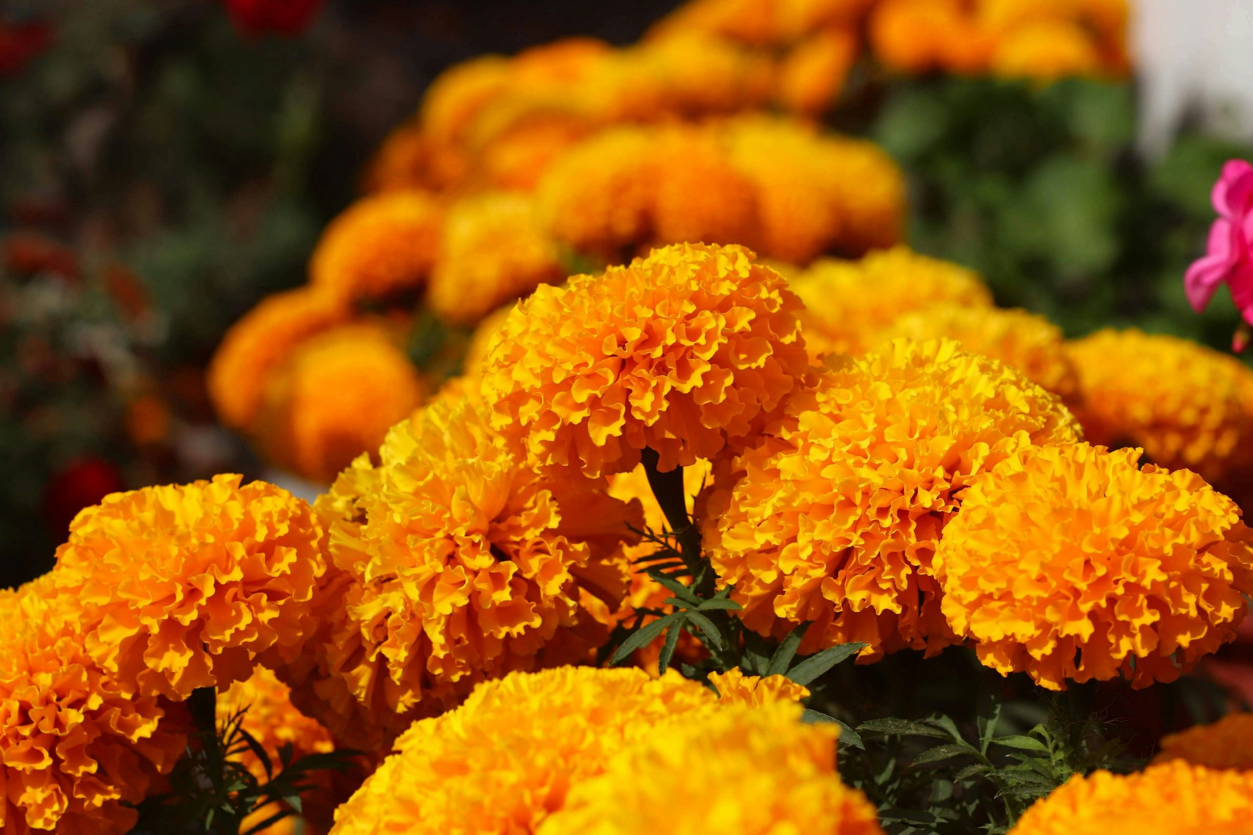 All Souls Day